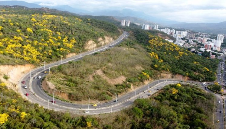 ocho días demoran en desprenderse todas las flores de los cañaguates/Foto Carlos Ramírez