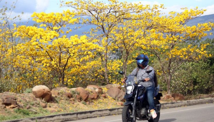 El paisaje pinta de amarillo por estos días/Foto Carlos Ramírez