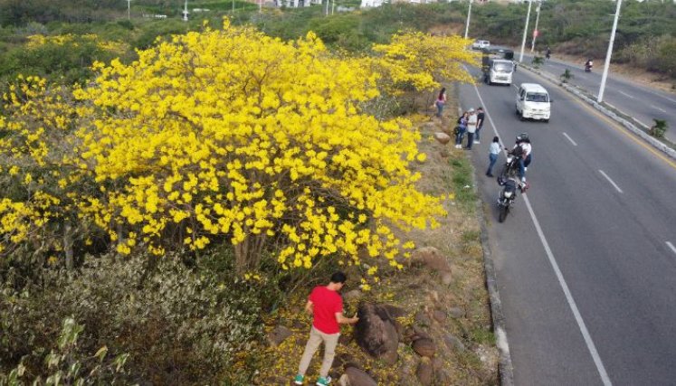 Desde cualquier ángulo de la ciudad se pueden observar estos hermosos árboles/Foto Carlos Ramírez