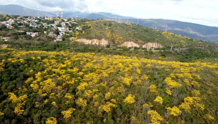 El cerro Las Lomas es una de las zonas más pobladas de cañaguates/Foto Carlos Ramírez