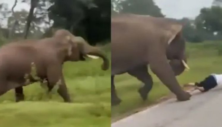 ELEFANTE