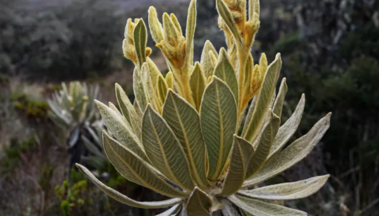  Frailejones