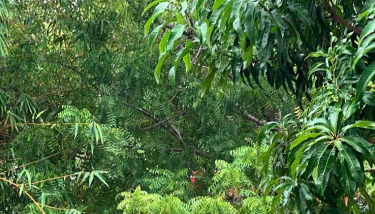 Parque Heredia. Foto cortesía El Universal