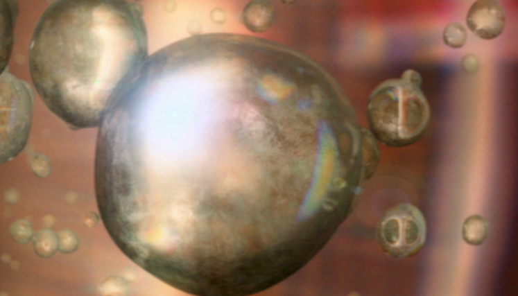 Reprogramación de bacterias