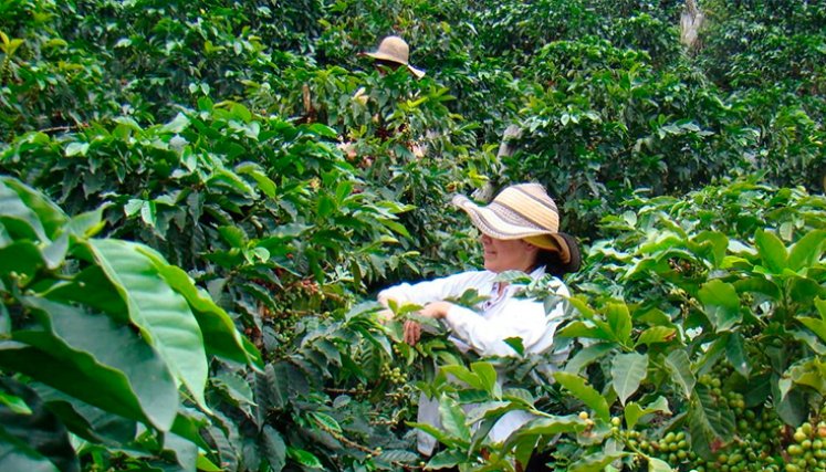 Café de Norte de Santander. / Foto Archivo