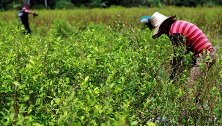 Vuelve la pesadilla de la aspersión sobre los cultivos de uso ilícito en la zona del Catatumbo.
