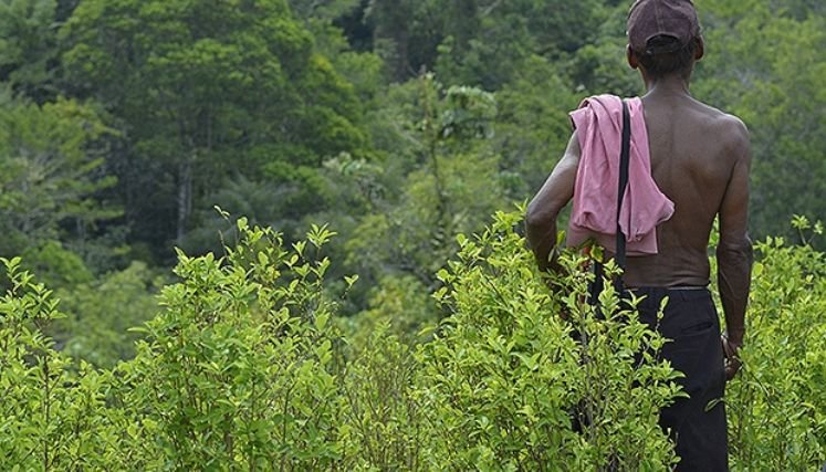 Vuelve la pesadilla de la aspersión sobre los cultivos de uso ilícito en la zona del Catatumbo.