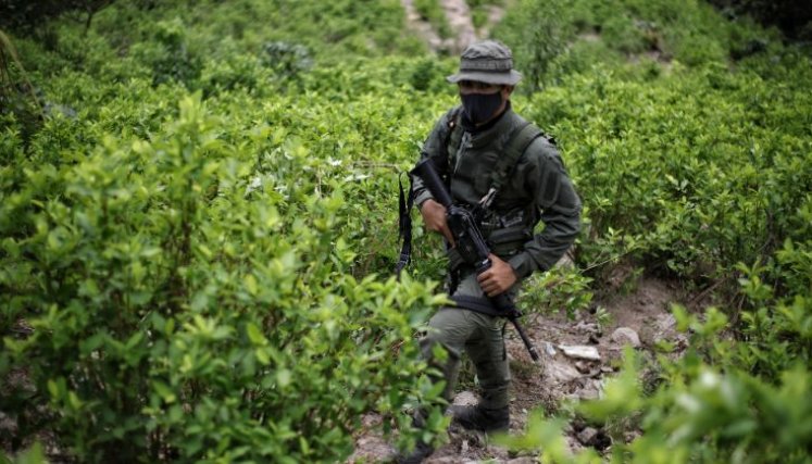 Negocio de la coca colombiana movería más que las remesas y las exportaciones de petróleo