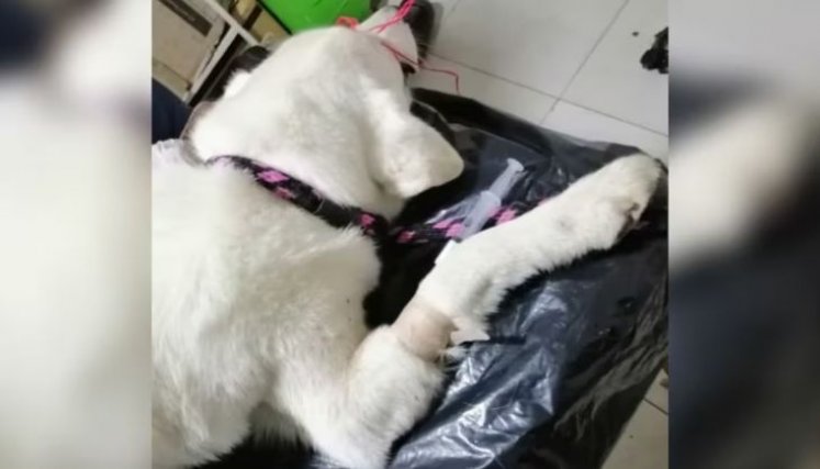 Perro agredido sexualmente 