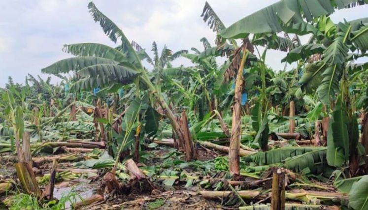 Las lluvias causan estragos en zona rural del municipio de Hacarí.