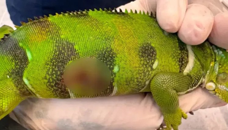 Iguana-infantil