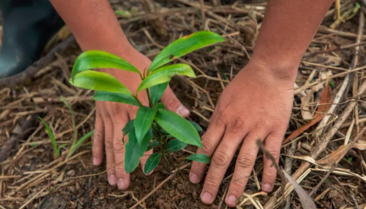 MinAmbiente