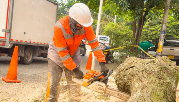 Árboles caídos siguen causando daños en Medellín