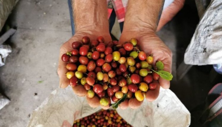 Producción de café en Colombia es la mayor en tres décadas