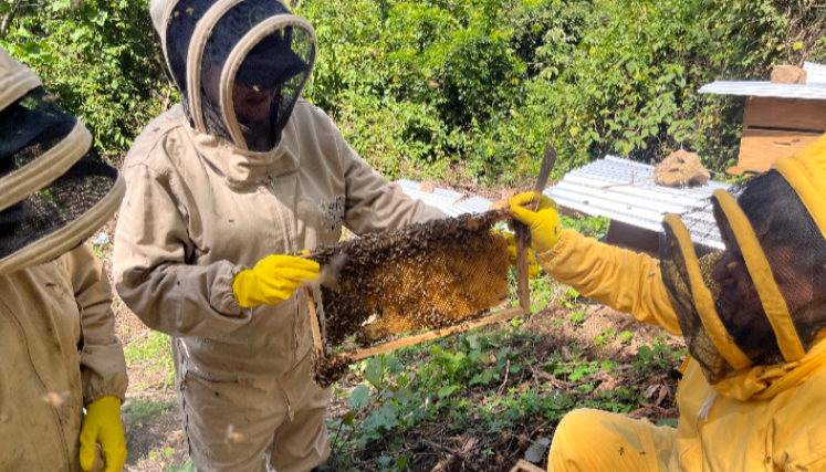 Productores apícolas en el Catatumbo.