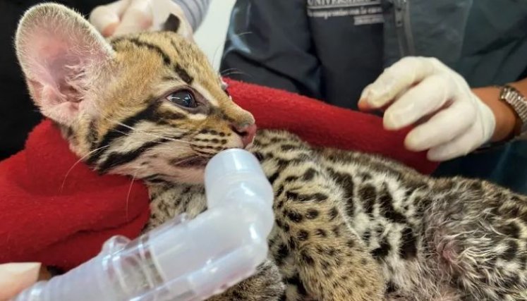 OCELOTE RESCATADO 
