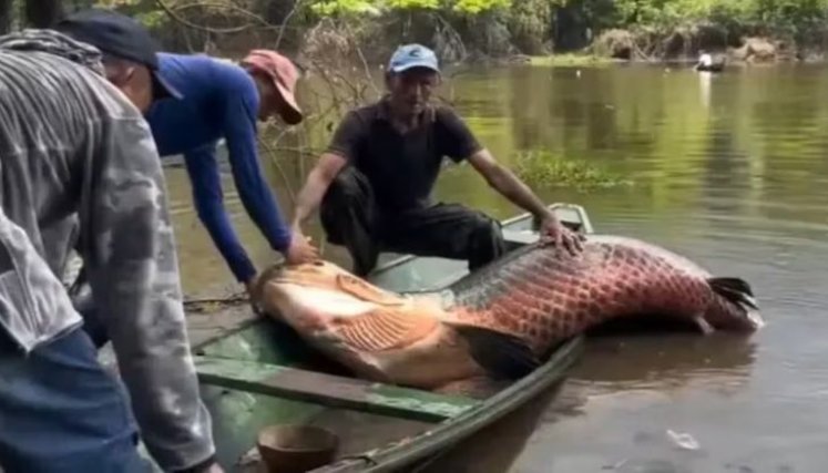 PESCADO GRANDE EN BRASIL. 