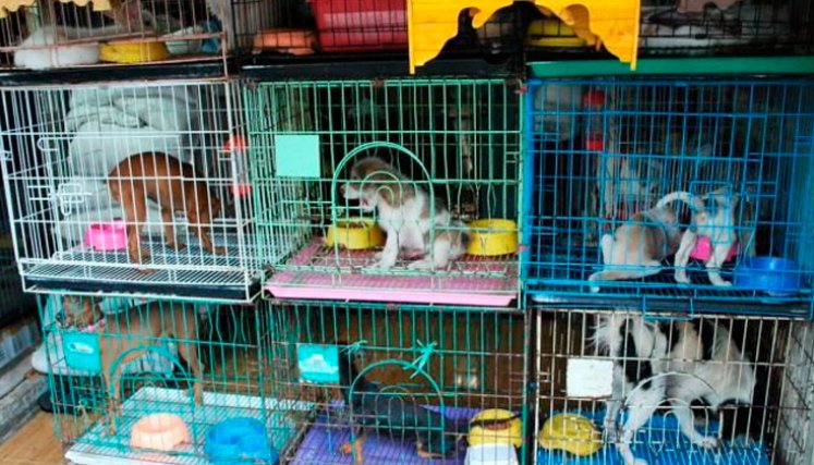 Perros comercializados o en venta