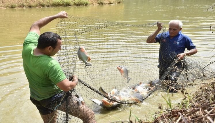 Consultorio Socio Ambiental Agropecuario del Oriente Colombiano impulsa ese renglón de la economía.