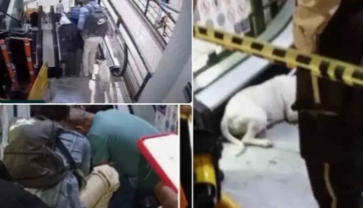 Rescate de un perro en Medellín. 