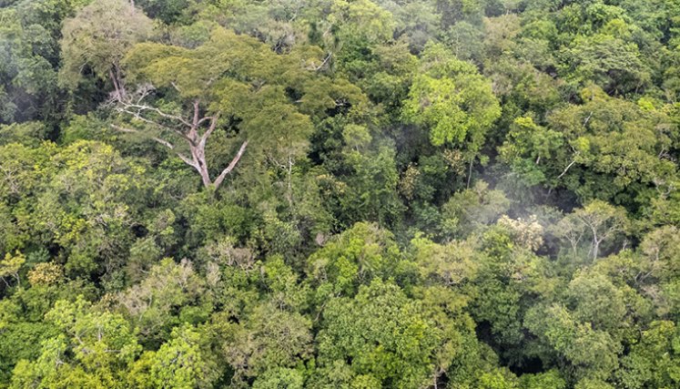 Bosques. / Foto Cortesía