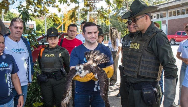El Director General de Corponor, Humberto Camacho, explicó que el ave está recibiendo todos los cuidados médicos veterinarios en el CAV y que presenta heridas en su ala izquierda./Foto cortesía