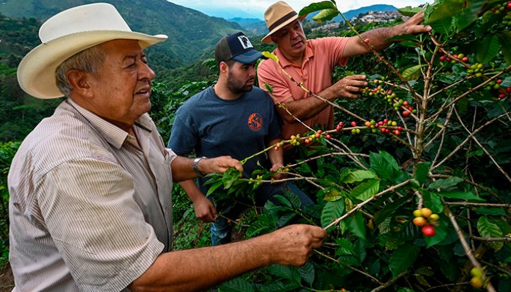 Las exportaciones de café a EE. UU. son las que más crecen./ Foto Archivo