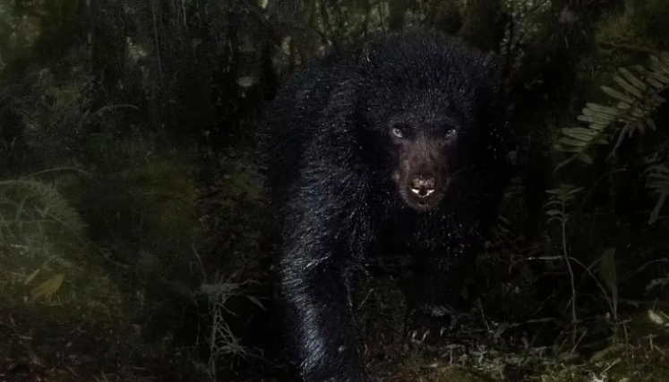 oso andino
