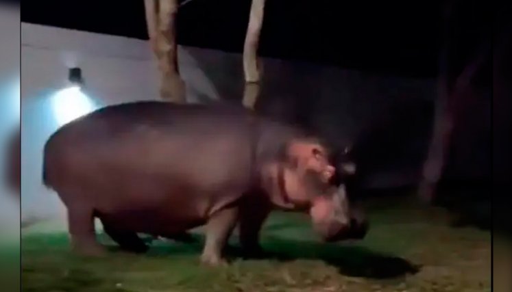 Influencer español se llevó un susto al toparse con un hipopótamo en el Magdalena Medio