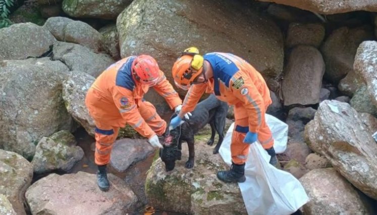 PERRITO RESCATADO / CORTESÍA 