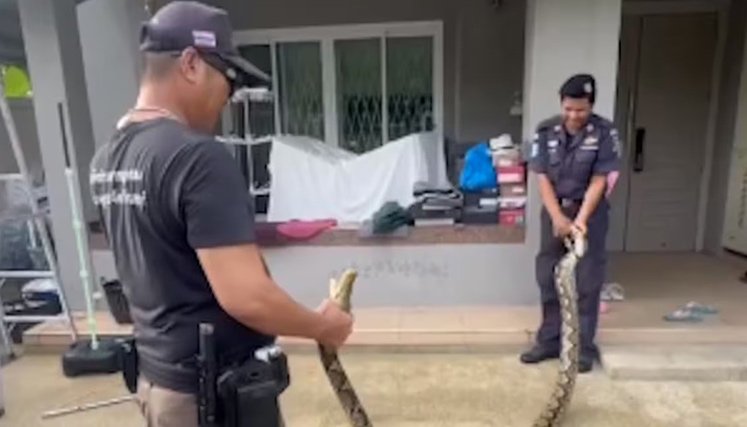 Pitón-en-tailandia.