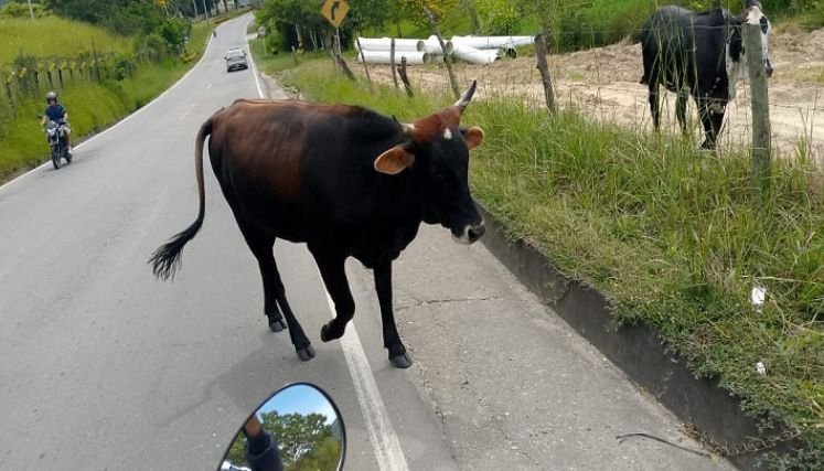 Una campaña se adelanta en Ocaña para recoger a los semovientes que deambulan sobre las vías de la ciudad.