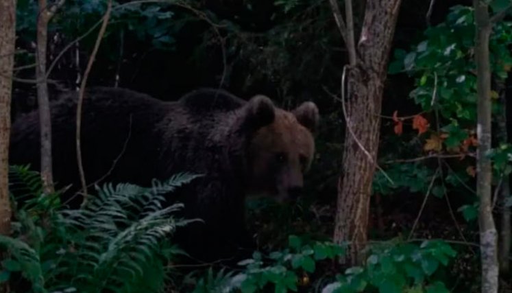 Ataque de oso