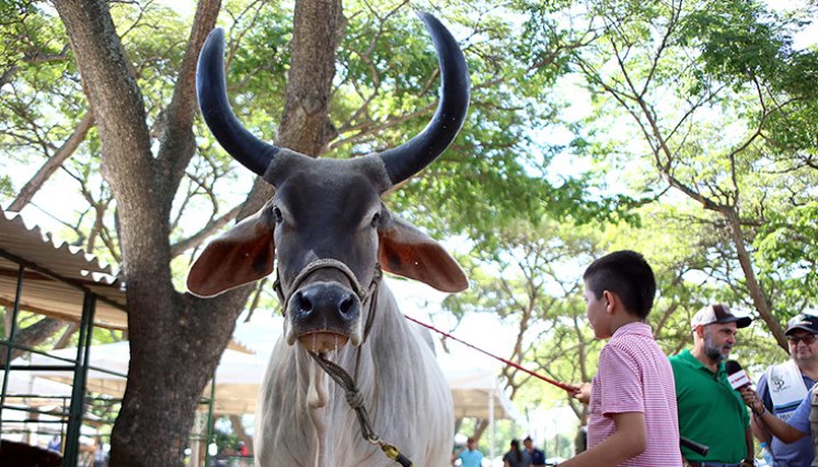 Feria Agropecuaria. / Foto Archivo