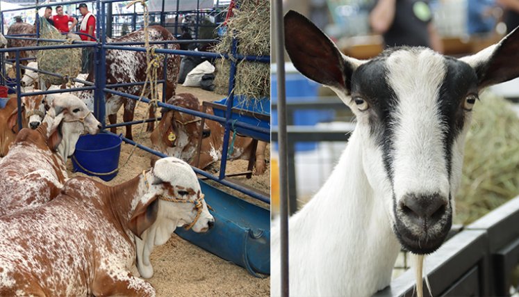 Ganado./ Foto Carlos Ramírez-La Opinión