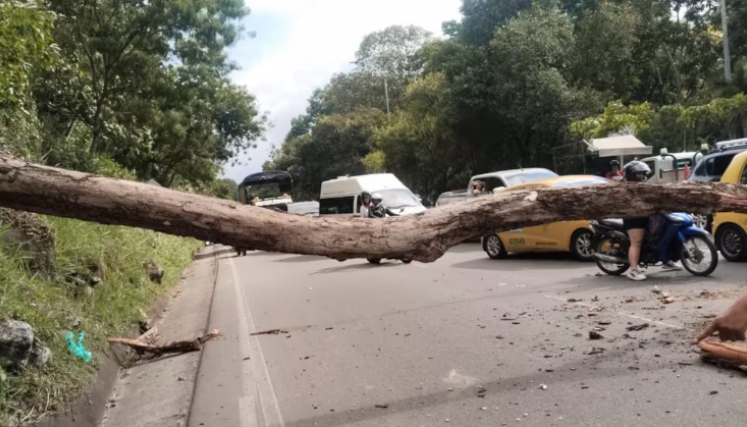 muerte de los motociclistas tras la caída de un árbol 