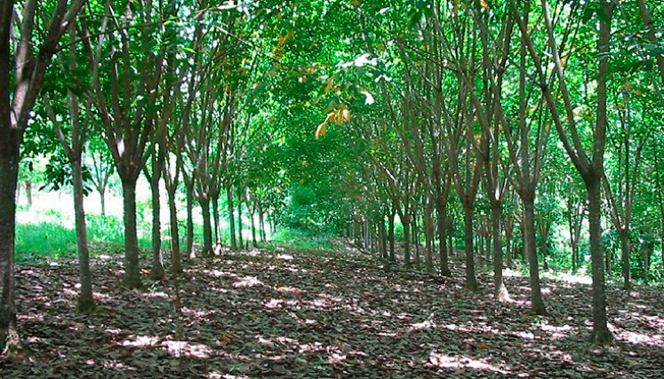 Bosques. / Foto Cortesía archivo