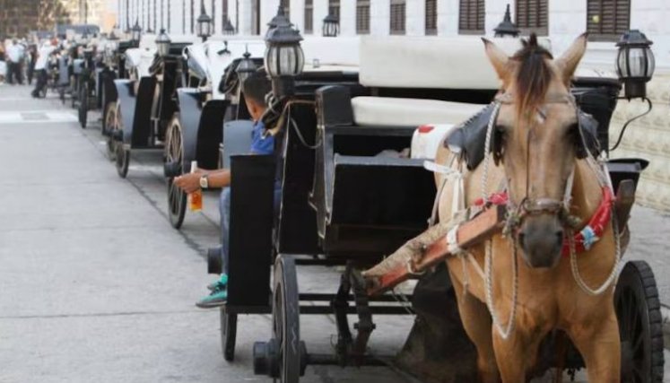 CABALLOS CARTAGENA / COLPRENSA 