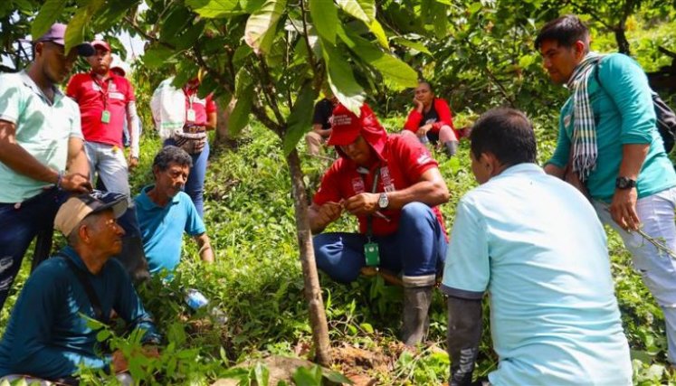 4.800 productores agropecuarios de Tibú, Sardinata y El Tarra, recibirán acompañamiento técnico e insumos, herramientas y equipos para mejorar su productividad mediante el programa ProTierra Catatumbo