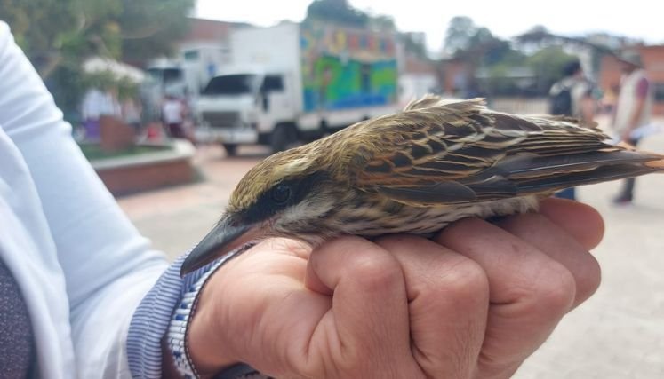 Los animalistas exigen regular la pólvora. / Foto: Cortesía