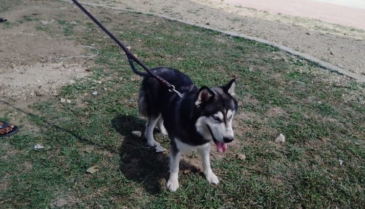 El uso de la pólvora genera pánico entre los animales. / Foto: Archivo