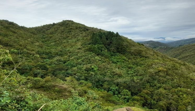 La compra de predios para declararlos reservas forestales se constituye en una alternativa para la conservación del medio ambiente.