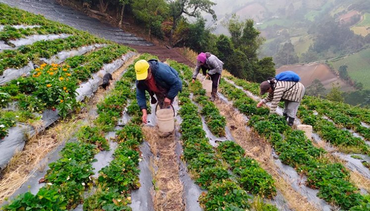 Salario mínimo. / Foto: Archivo