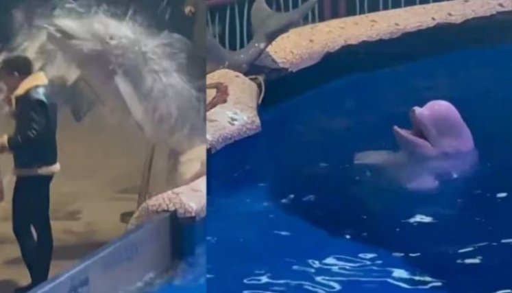 Ballena beluga apaga cigarro de visitante con chorro de agua y se vuelve viral