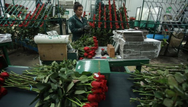 Dólar a la baja reduce márgenes del sector floricultor en su temporada clave