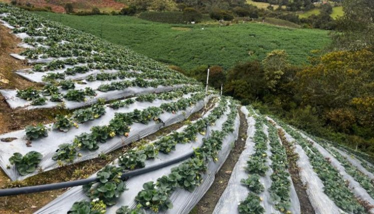 En Chitagá se cultiva principalmente papa, fresa y durazno