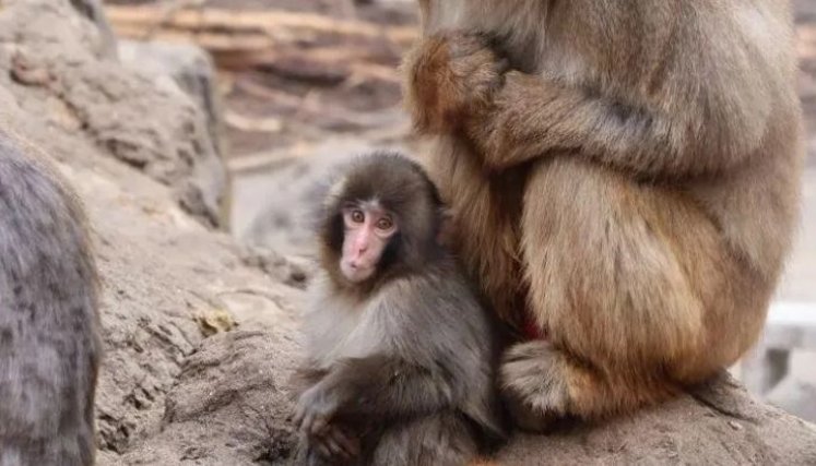 Punch, el macaco japonés que se aferraba a un peluche ya es abrazado por la manada