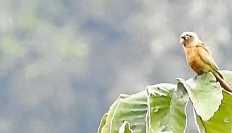 CONFIRMAN EN HUILA NUEVA ESPECIE DE AVE ENDÉMICA Y EN RIESGO