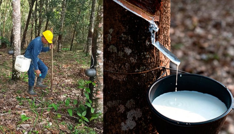 Producción de caucho. / Foto cortesía