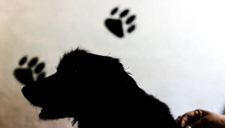 Tragedia en Estados Unidos: recién nacida murió por ataque de un perro criollo